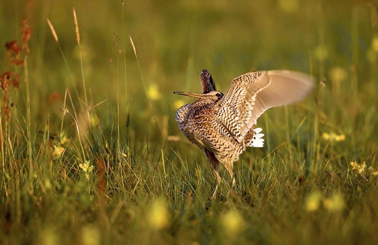 Agroturystyka Carski Trakt Wizna Exteriér fotografie
